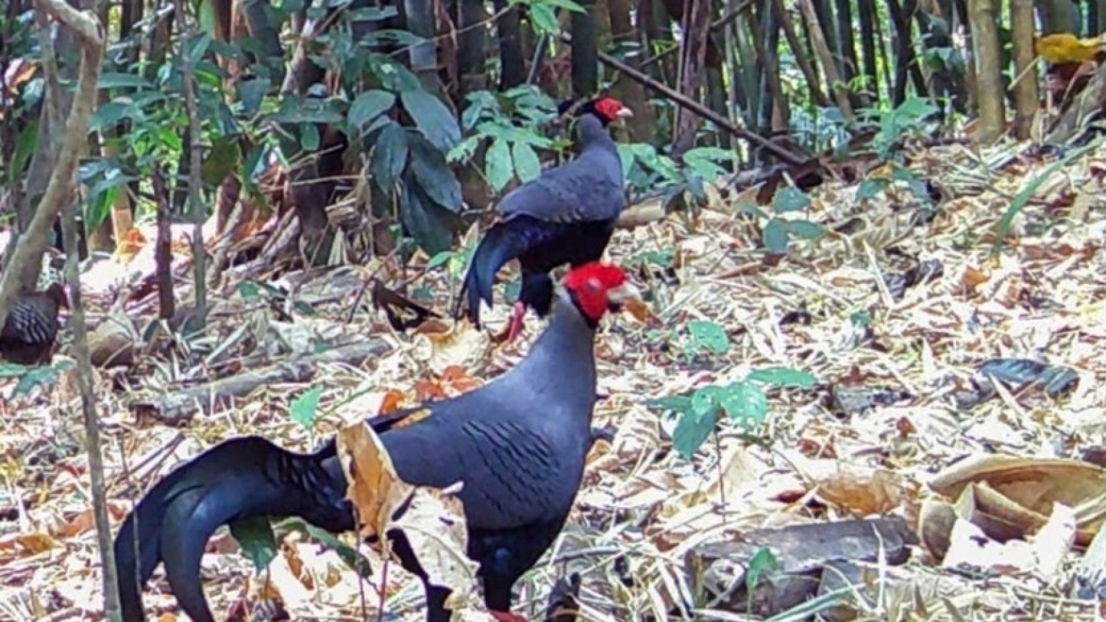 Chu Mom Ray National Park in Quang Ngai records more rare wild fowl species