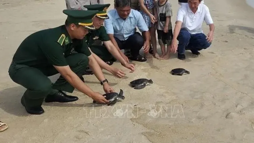 Three rare sea turtles released back into the sea off Quang Tri province