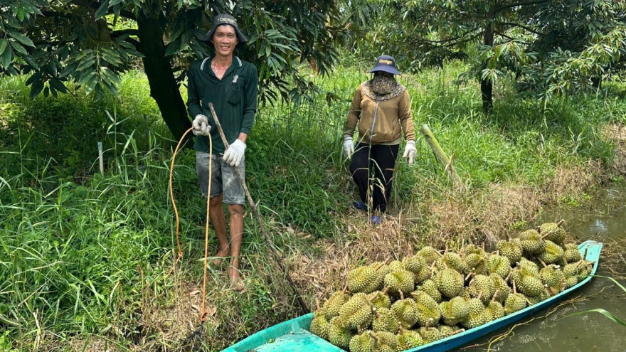 Đồng Tháp kiến nghị lấy mẫu xét nghiệm sầu riêng, mít