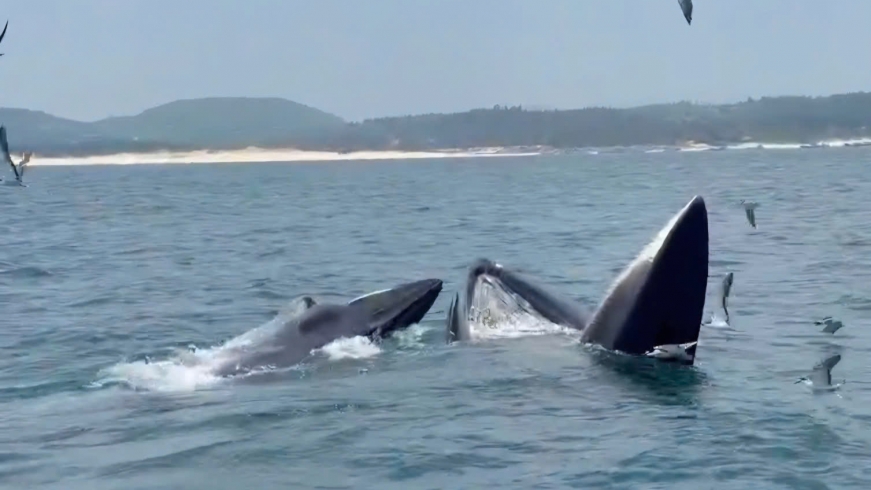 Two whales spotted hunting near Dak Lak coast