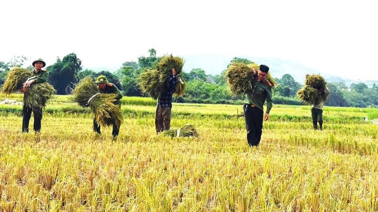 When police officers head to the field to lend a helping hand to farmers