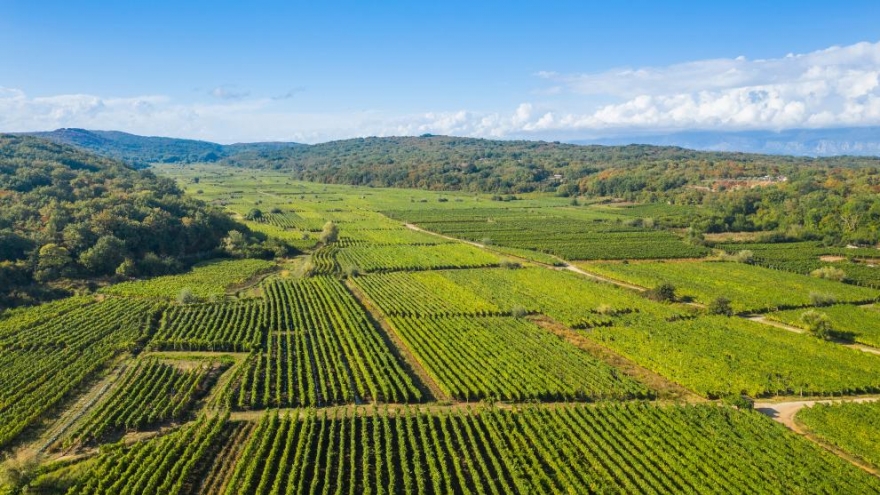 Điều tra gian lận của EU làm rung chuyển quỹ nông nghiệp Croatia