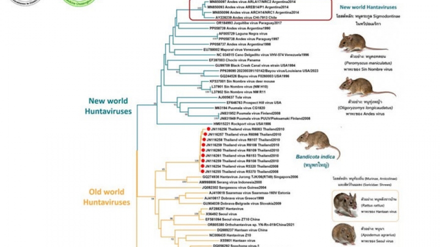 Thái Lan và Malaysia tăng cường giám sát trước cảnh báo về dịch hantavirus