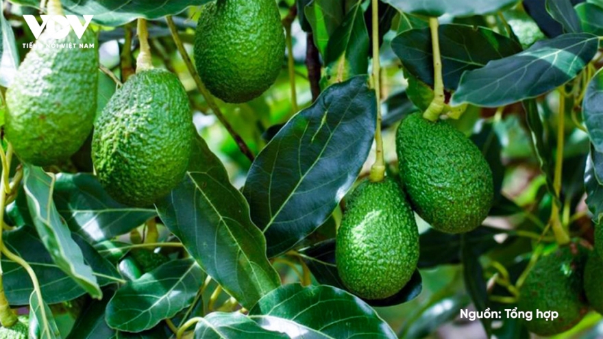 Bơ 160.000/kg “kén khách”, muốn ăn phải xếp hàng, chờ cả tháng