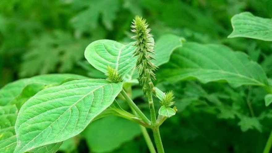 Cây thuốc quý mọc đầy vườn mà nhiều người không biết