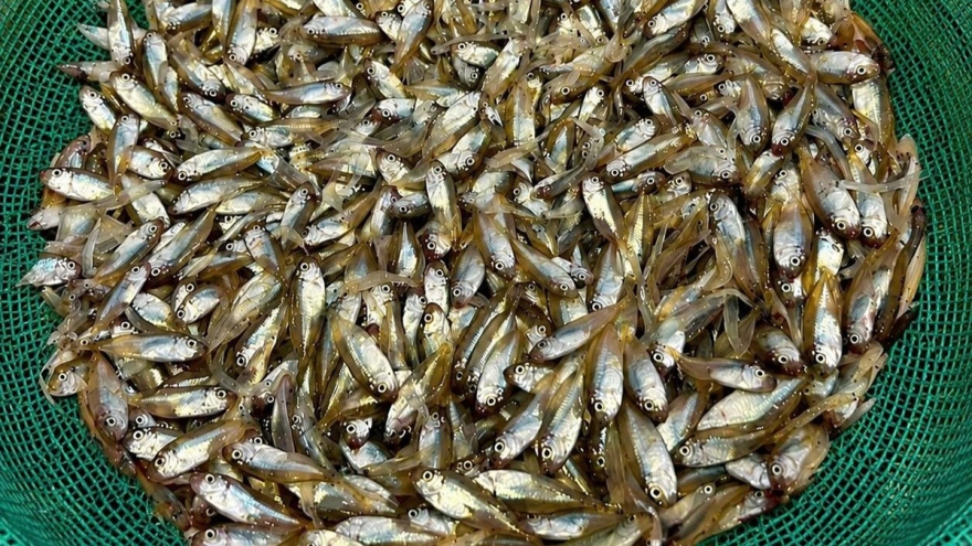 Lý Sơn khuyến cáo không khai thác cá kình non