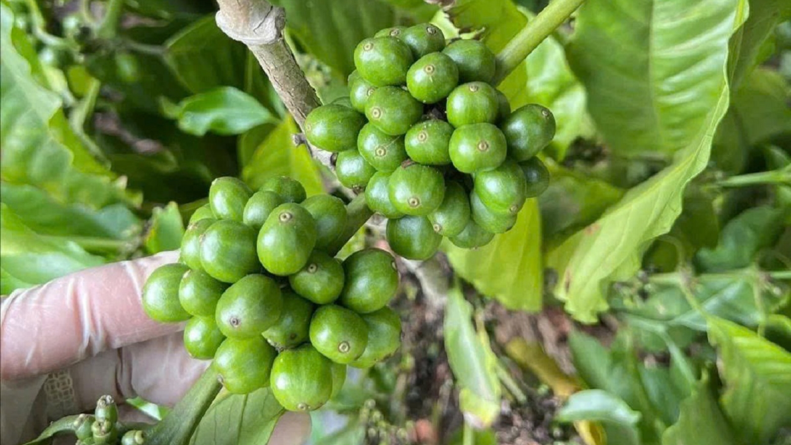 Giá cà phê hôm nay 23/5: Cà phê trong nước và thế giới cùng tăng