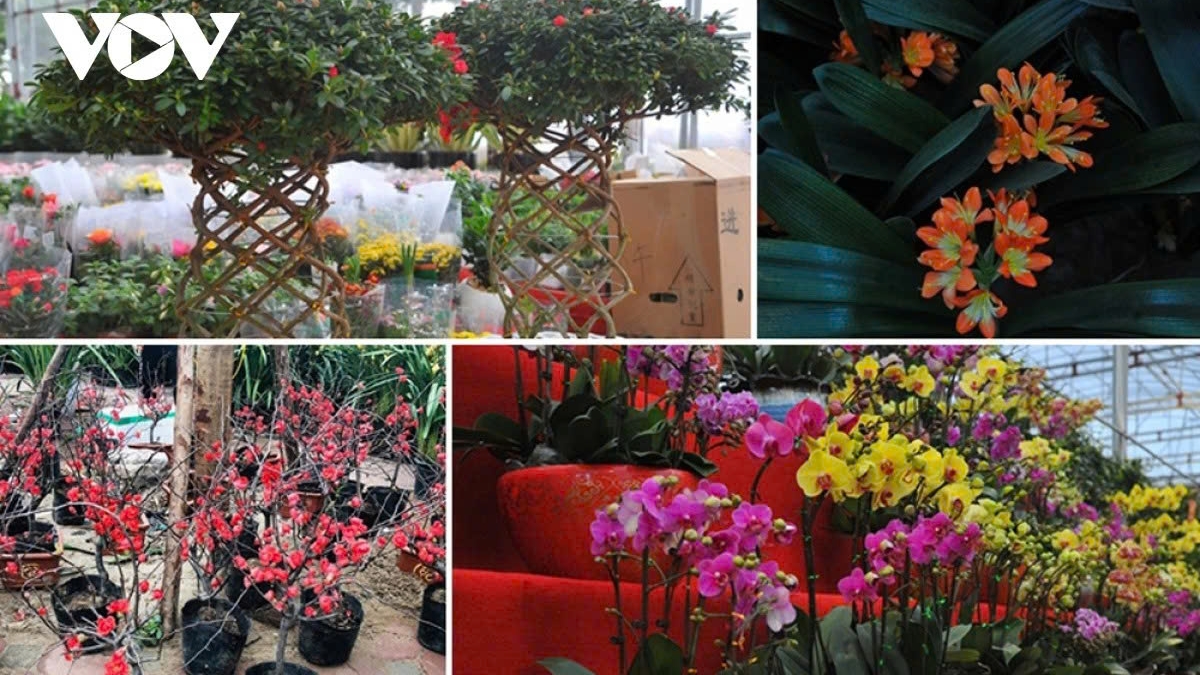 Cảnh báo lừa đảo khi mua cây, chim cảnh qua mạng xã hội
