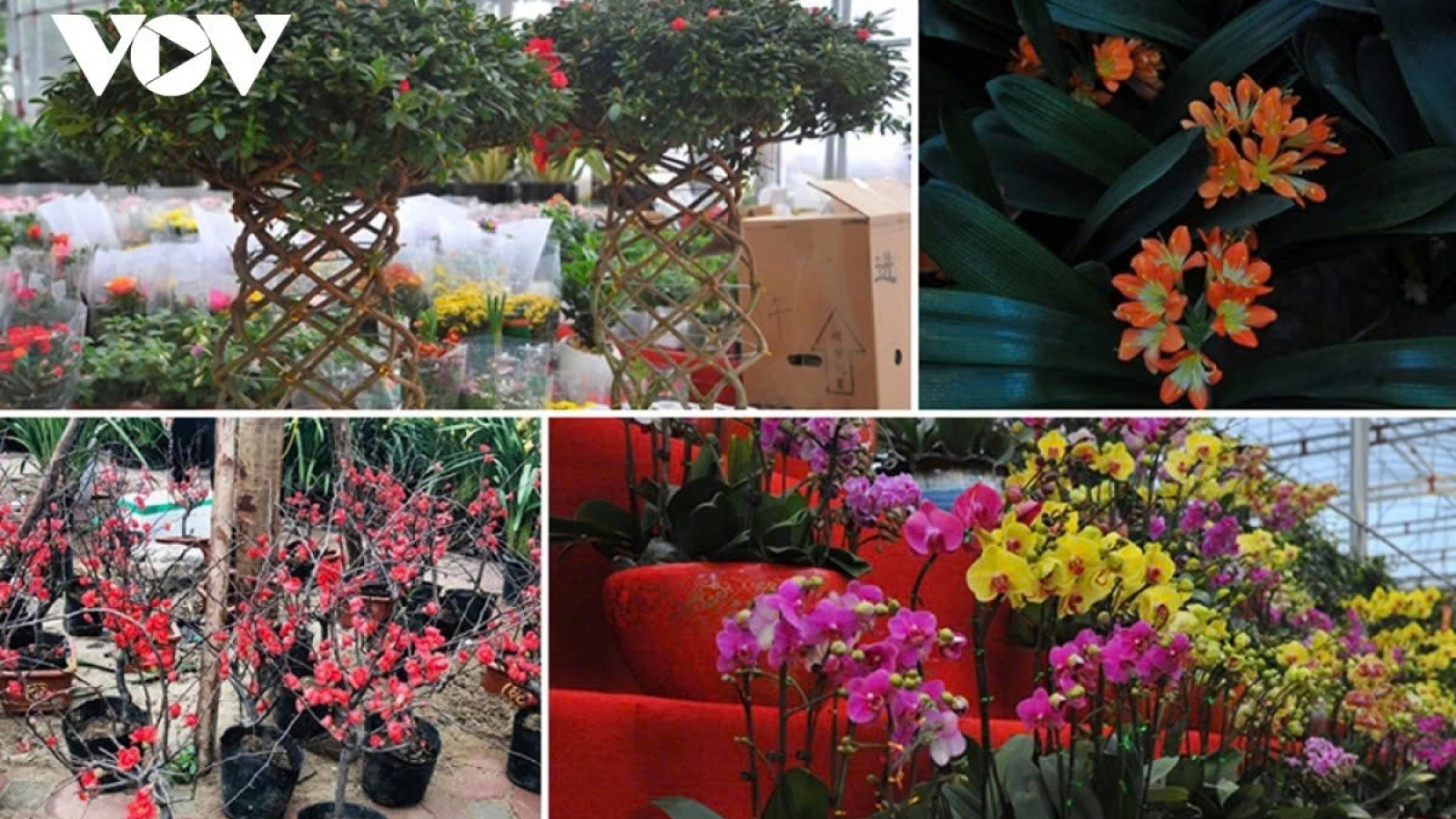 Cảnh báo lừa đảo khi mua cây, chim cảnh qua mạng xã hội