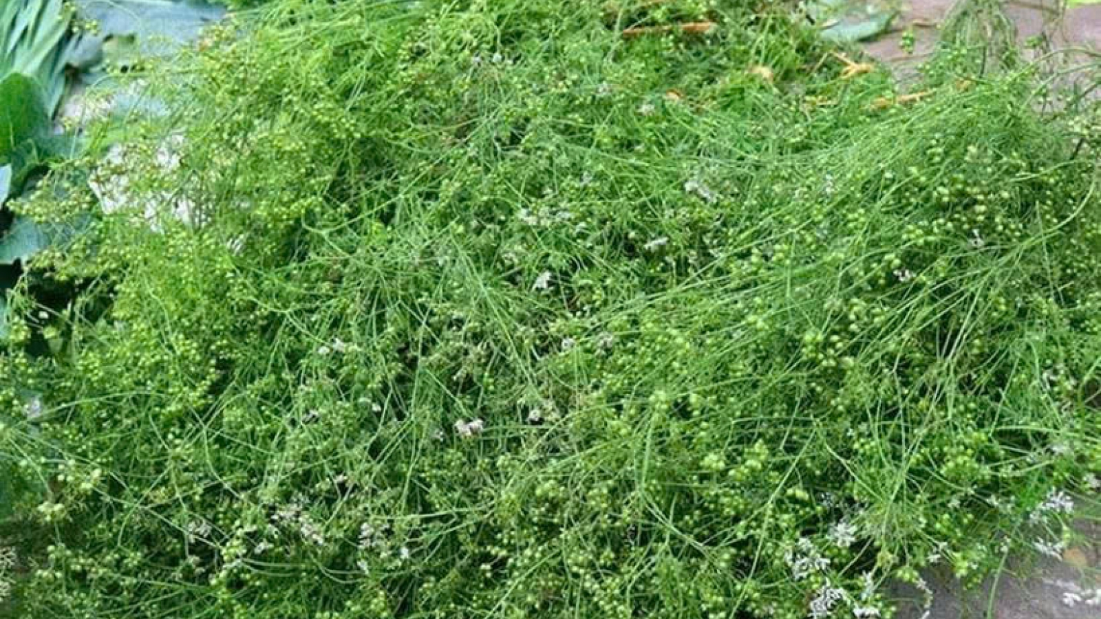 Mùi già: Loại cây nhỏ bé nhưng mang đến nhiều công dụng bất ngờ