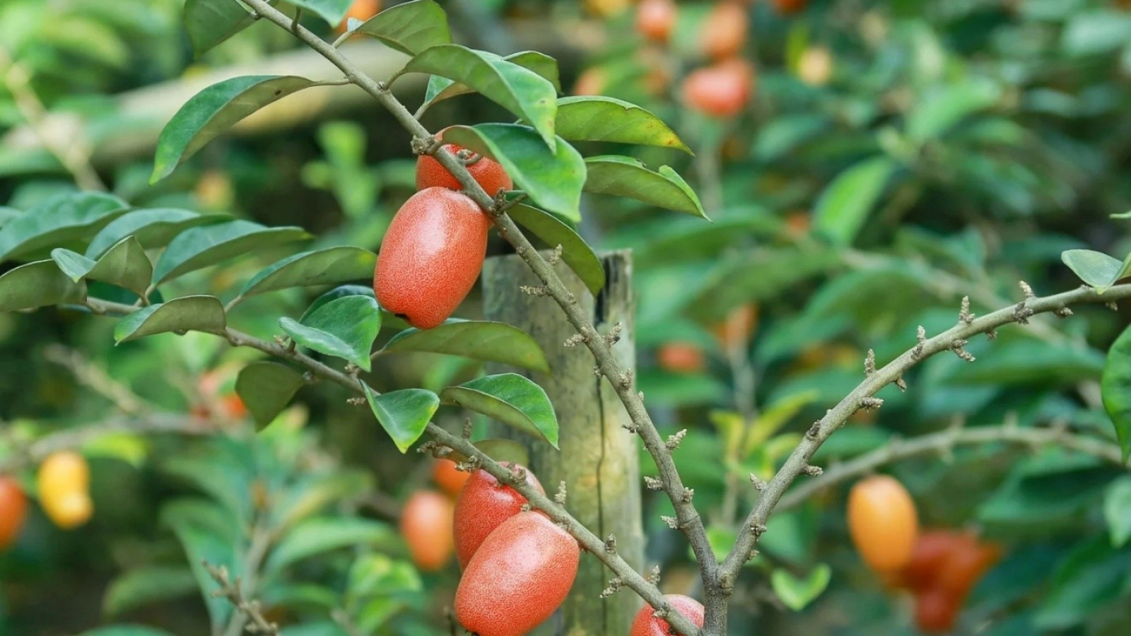 Cây thuốc quý từ lá đến quả đều dùng được, bổ đủ đường lại ngừa bệnh cực tốt