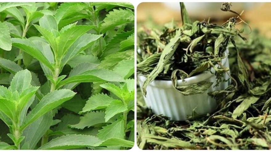 Cây thuốc Việt ngọt như đường, siêu lành mạnh lại bổ dưỡng ngang nhân sâm tổ yến