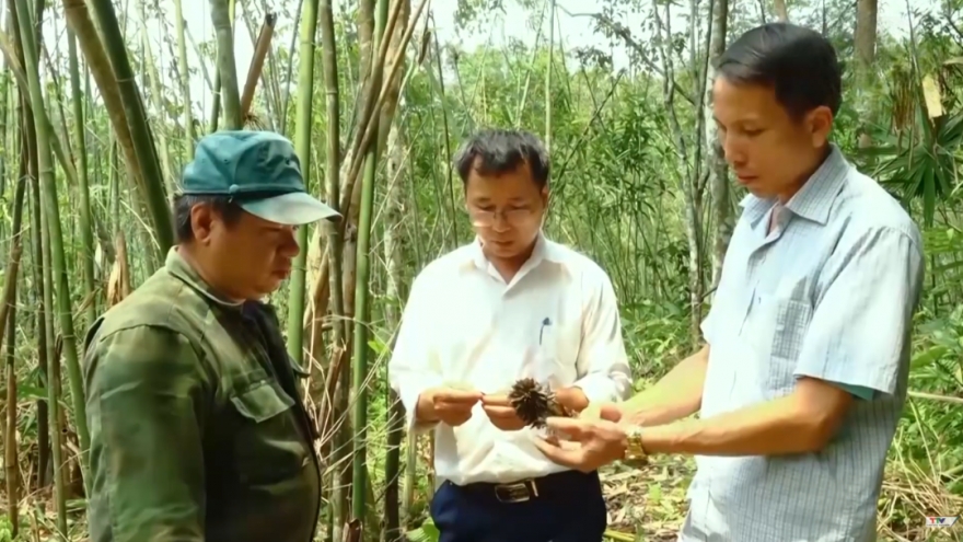 Gần 10.000 ha rừng vầu bị chết, người dân Thanh Hóa khặp khó khăn