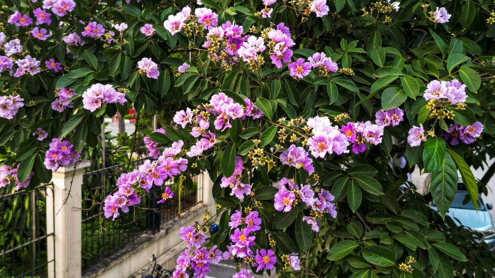 Purple crape myrtle blooms colour Hanoi streets in early summer