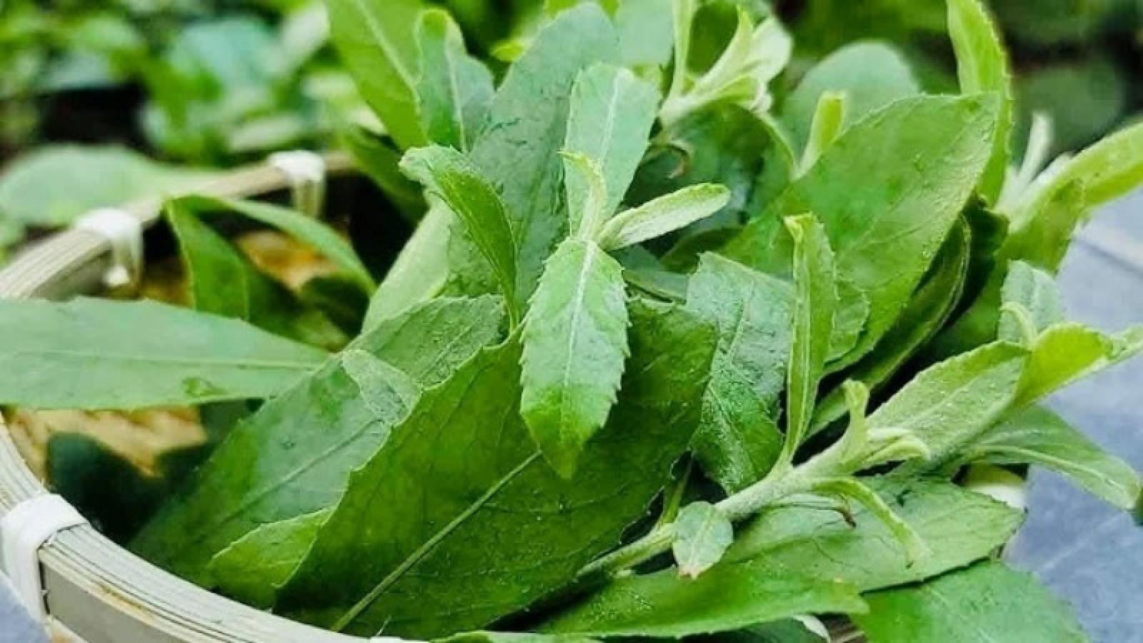 Cây thuốc dân gian bổ đủ đường, không lo tăng cân, có người trồng làm cảnh