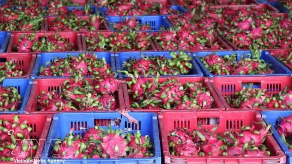 Vietnam strives to sustain dragon fruit exports to EU