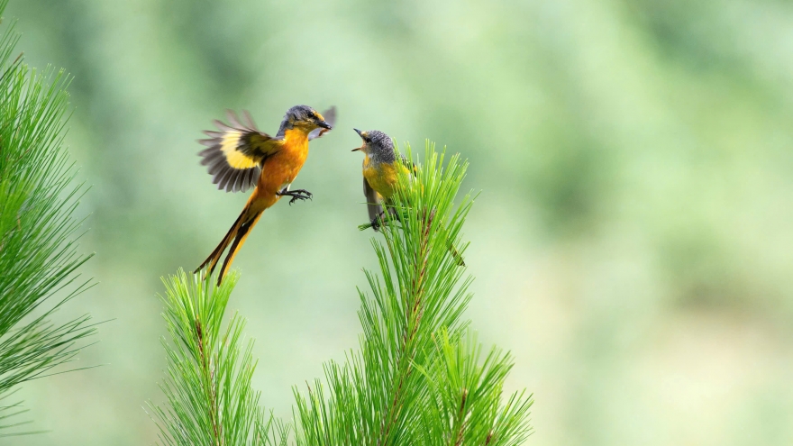 Vietnam BirdRace 2026 - Khi cánh chim kết nối, lan tỏa tình yêu thiên nhiên