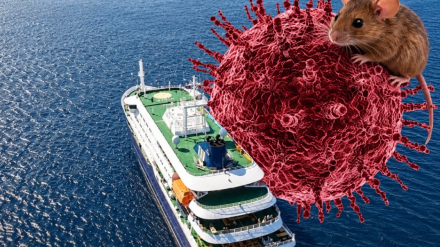 Virus Hanta dễ nhầm với cúm thông thường nhưng có thể chuyển nặng rất nhanh