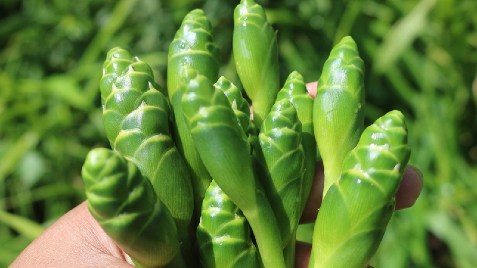 Hoa gừng: Loại đặc sản lạ miệng với giá trị dinh dưỡng bất ngờ