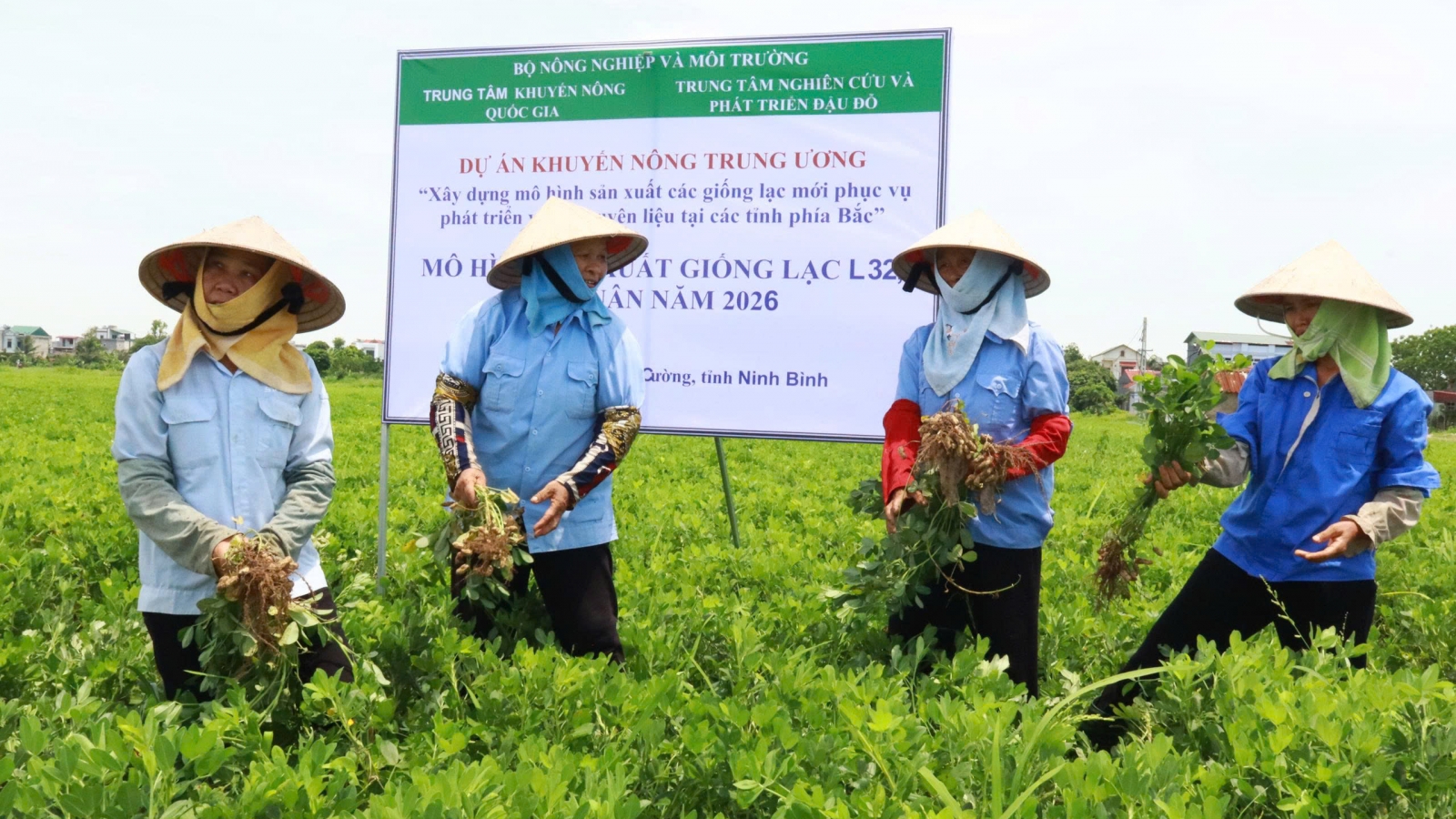 Từ hạt giống mới đến cánh đồng hàng hóa