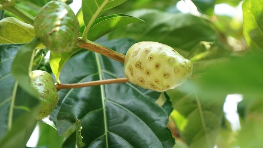 Lá nhàu chữa được bệnh gì? Có nên ăn sống loại lá này?