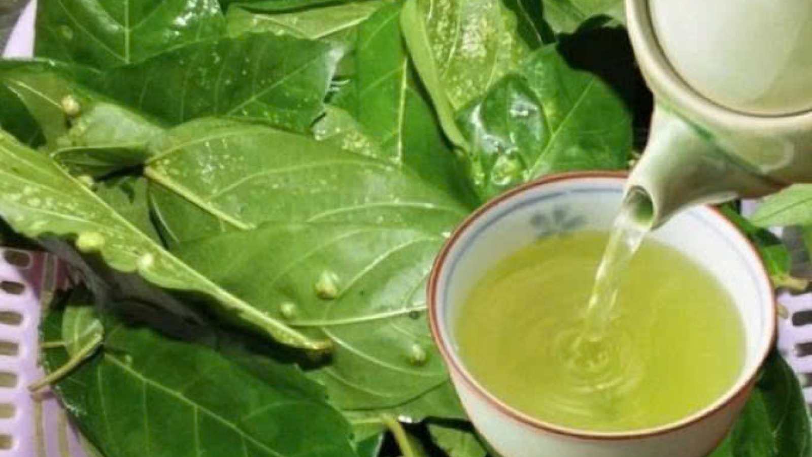 Ăn lá sung có tốt không? 5 công dụng bất ngờ nhiều người chưa biết