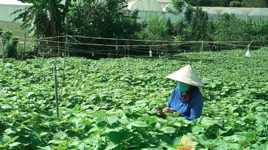 RoK supports sesame farming development project in Vietnam