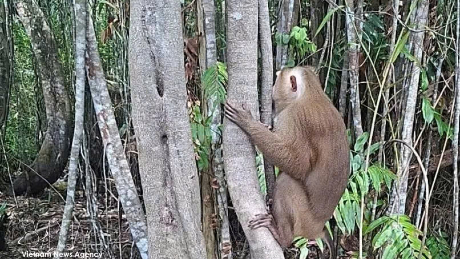 Endangered rhesus macaque released into U Minh Ha National Park