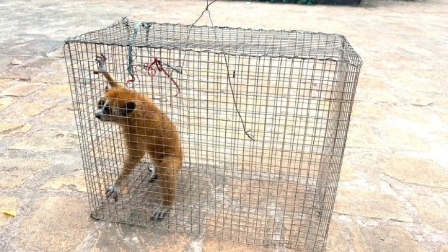 Rare pygmy slow loris released back into the wild
