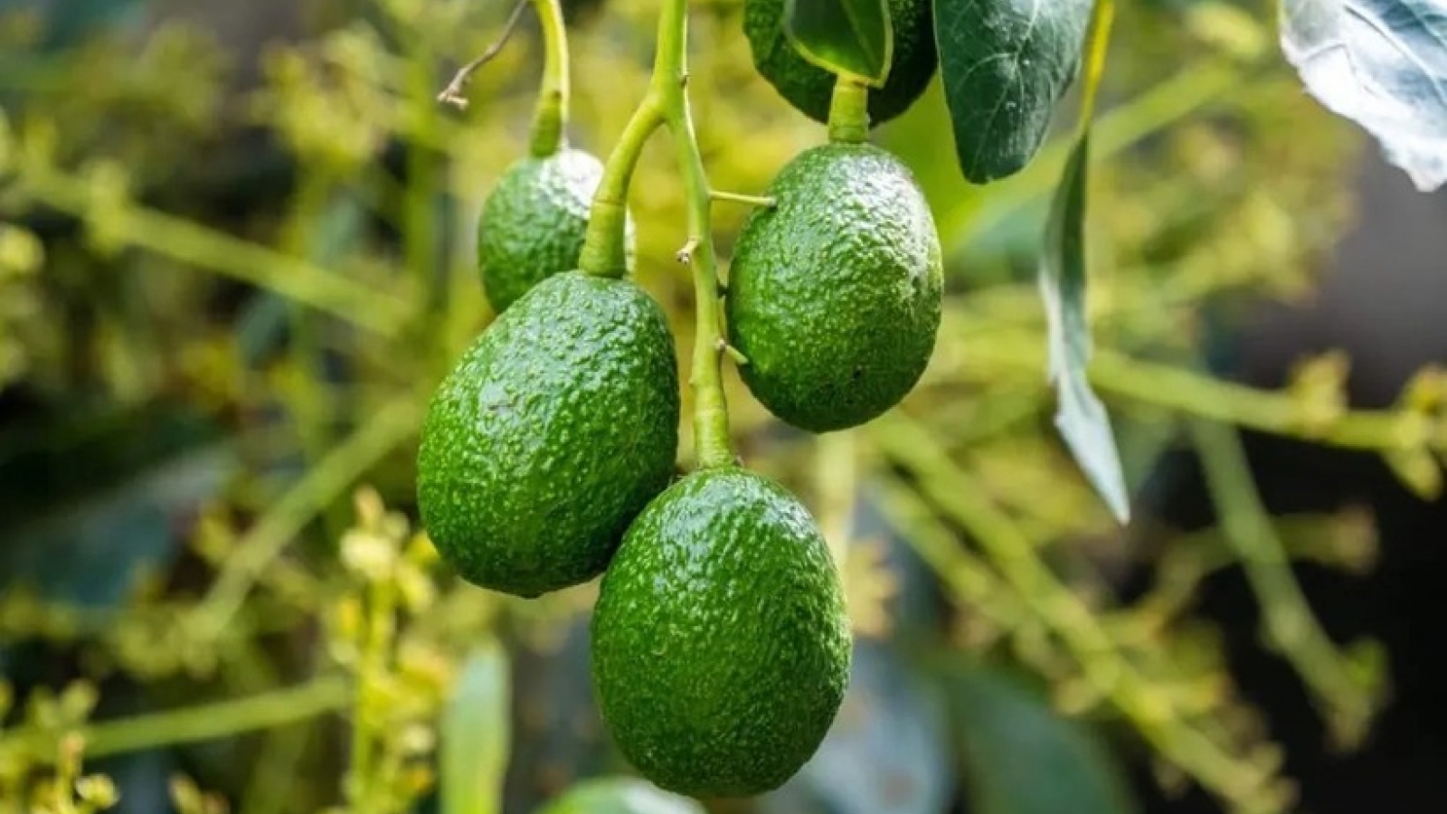Loại quả Việt béo ngậy, thơm ngon ăn hàng ngày bổ không kém nhân sâm, tổ yến