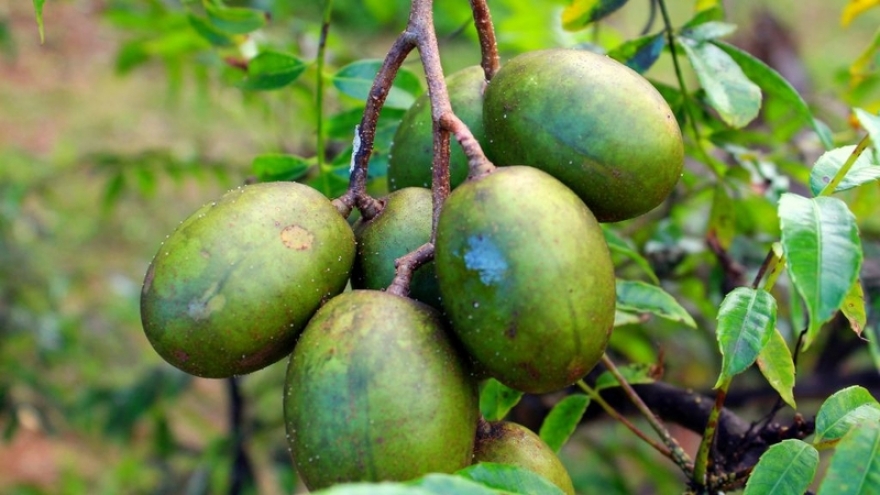Quả cóc: Loại trái cây chua quen thuộc nhưng “giàu dinh dưỡng” ít ai ngờ tới
