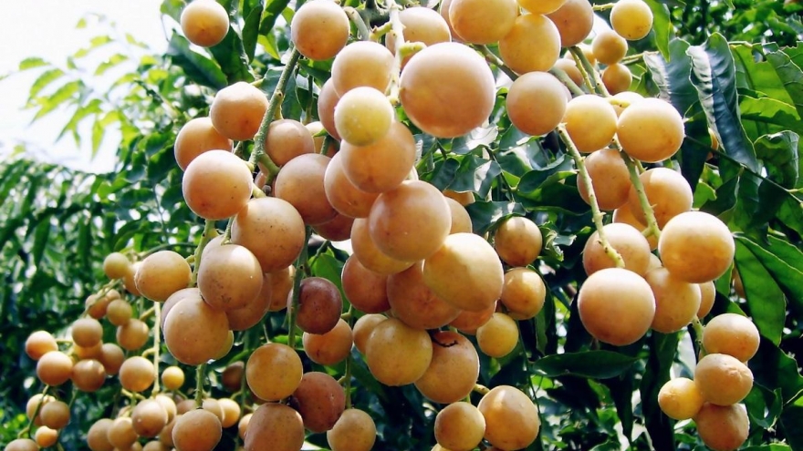 Vị thuốc đa năng Việt Nam có cực nhiều, tưởng ăn cho vui miệng lại siêu bổ dưỡng