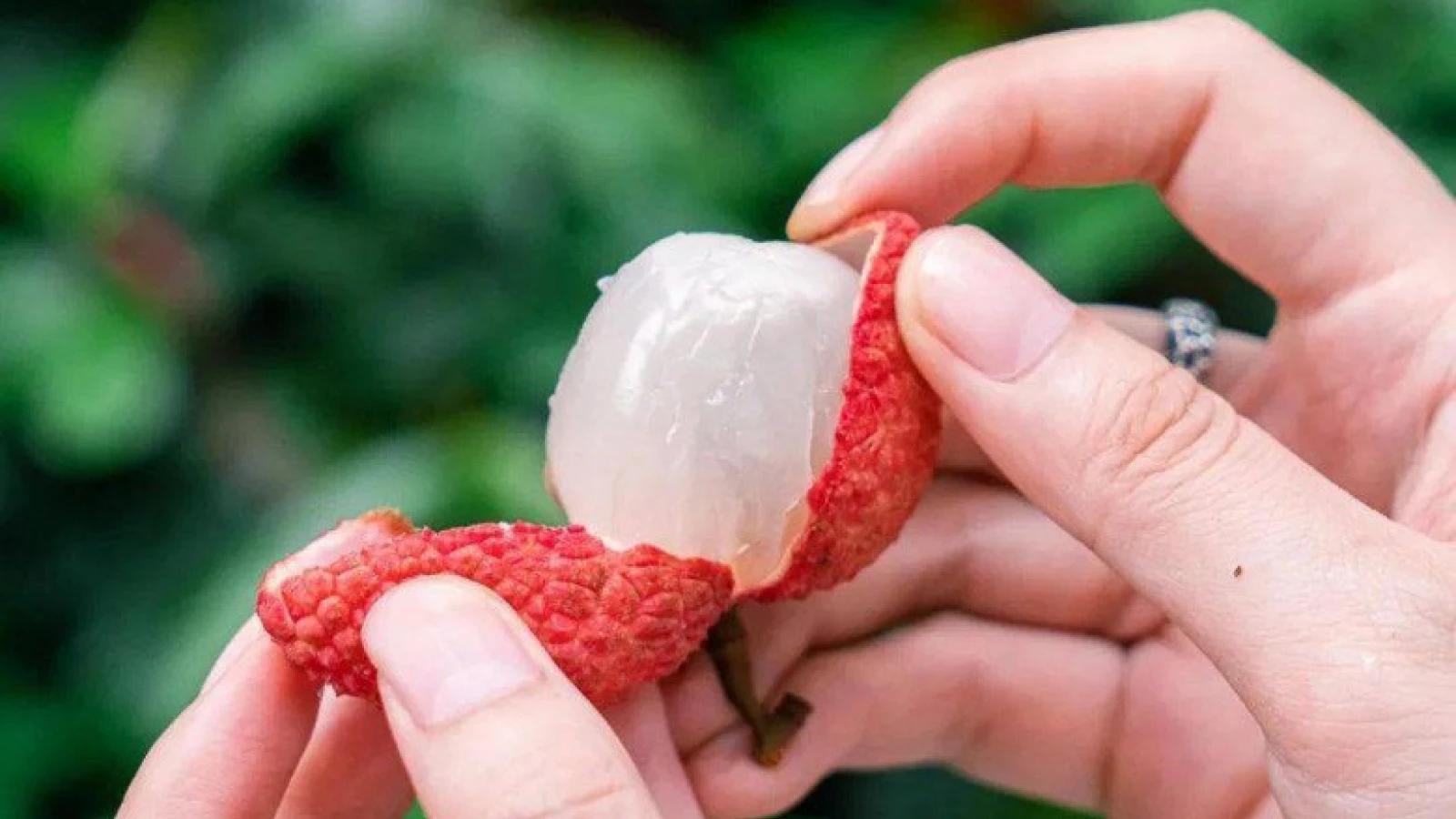 5 không khi ăn vải vào mùa hè ai cũng phải biết để tránh “mang họa vào thân”