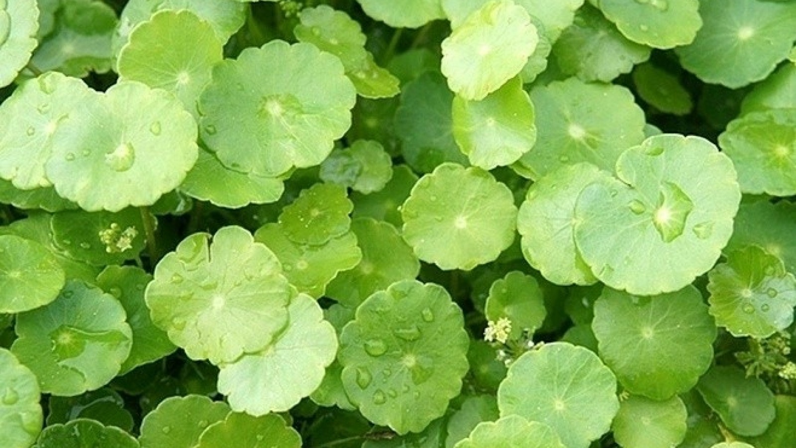 Cây thuốc giúp "trẻ hóa" cơ thể từ trong ra ngoài, không trồng vẫn mọc đầy vườn