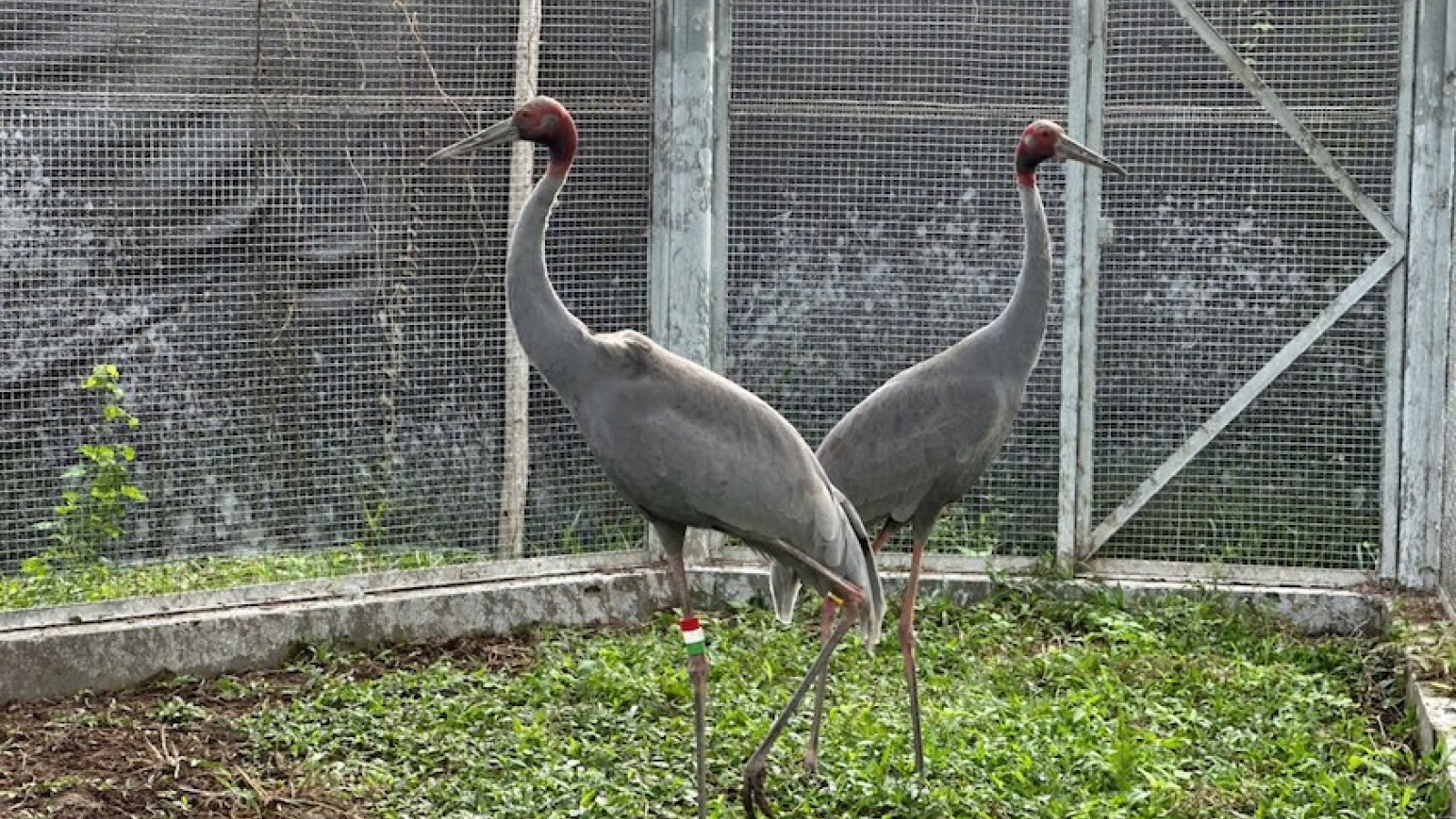 Tram Chim National Park to receive six more Sarus cranes from Thailand