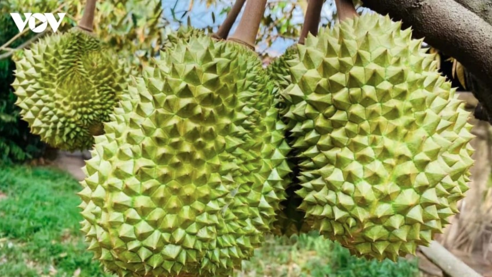 Fruit and vegetable exports top US$2.67 billion in January-May