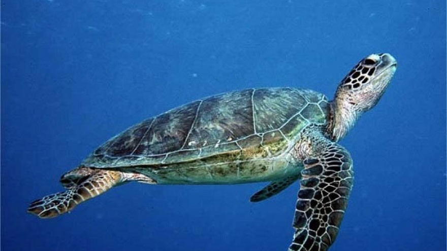 Two sea turtles released back into the wild near Ho Tram beach