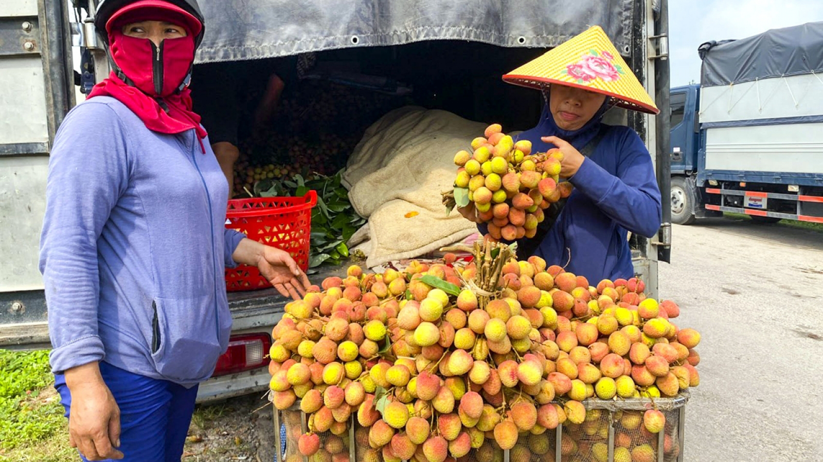 Vải chín sớm mất mùa: Hàng đẹp thành 'của hiếm', hàng xấu bị ép giá
