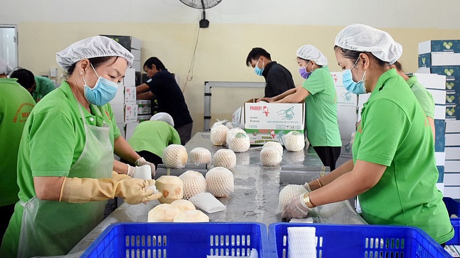 Từ quả bán đầy vỉa hè đến ngành hàng tỷ usd: Dừa Việt đang được thế giới săn lùng