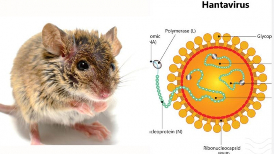 Có thể gây tử vong, virus Hanta ủ bệnh và lây truyền thế nào?