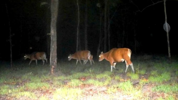 Rare herd of gaur discovered in Vietnam's Yok Don National Park