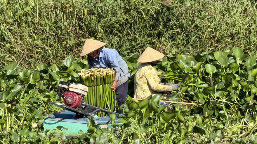 Nông dân Cần Thơ trồng lục bình cho thu nhập cao