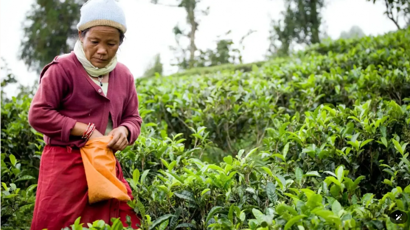 Ấn Độ siết kiểm tra chất lượng, 60.000 lao động ngành chè Nepal mất việc