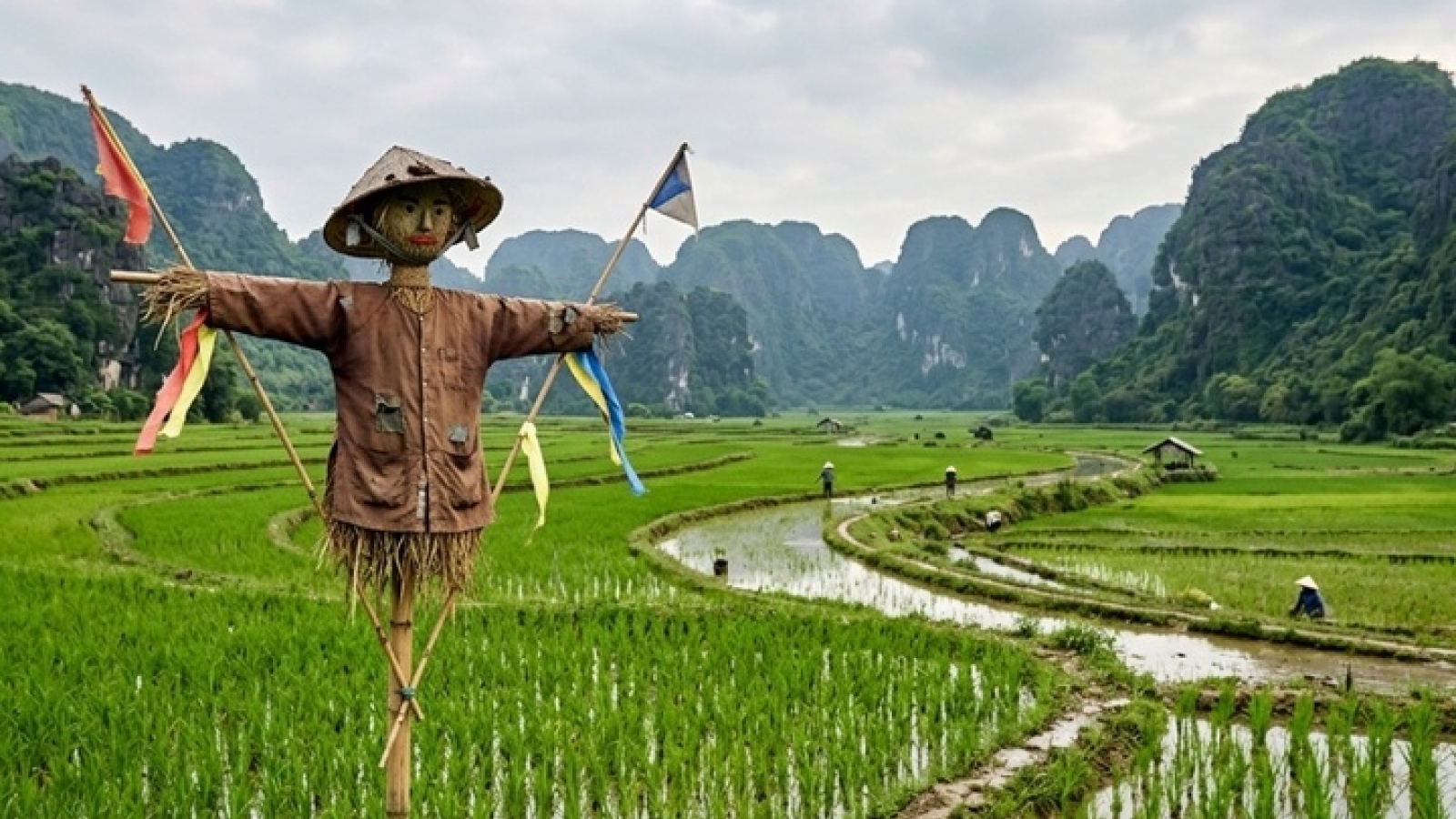 Vì sao bù nhìn trên đồng ruộng đánh lừa được các loài chim thông minh?
