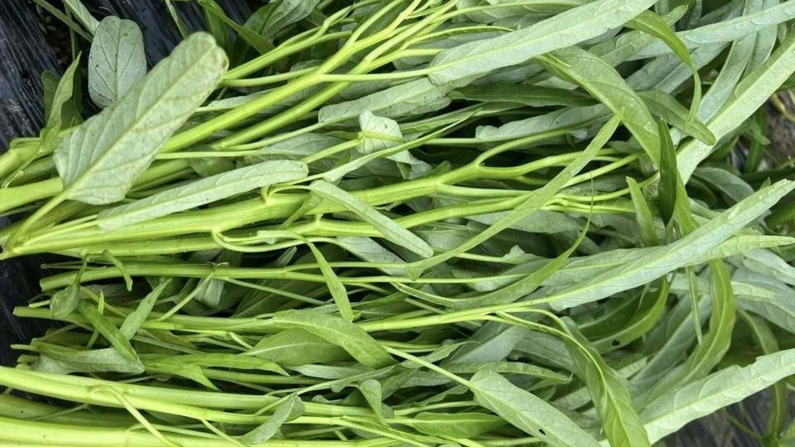 Loại rau quốc dân ở Việt Nam ra nước ngoài lại thành đặc sản đắt đỏ
