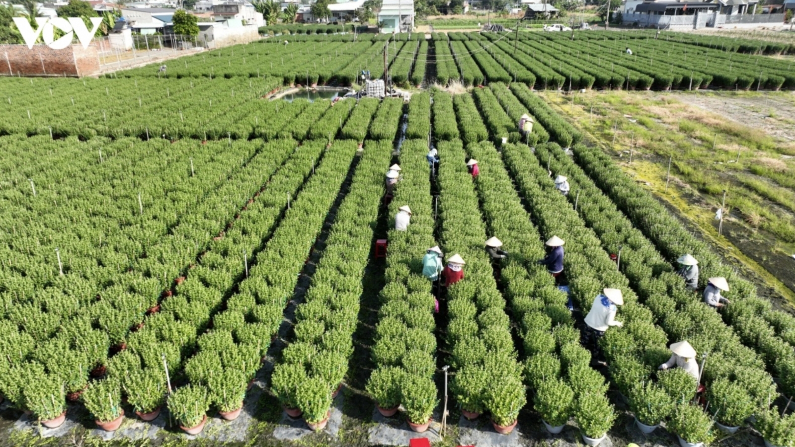 Production transparency helps Vietnamese agricultural exports clear trade barriers