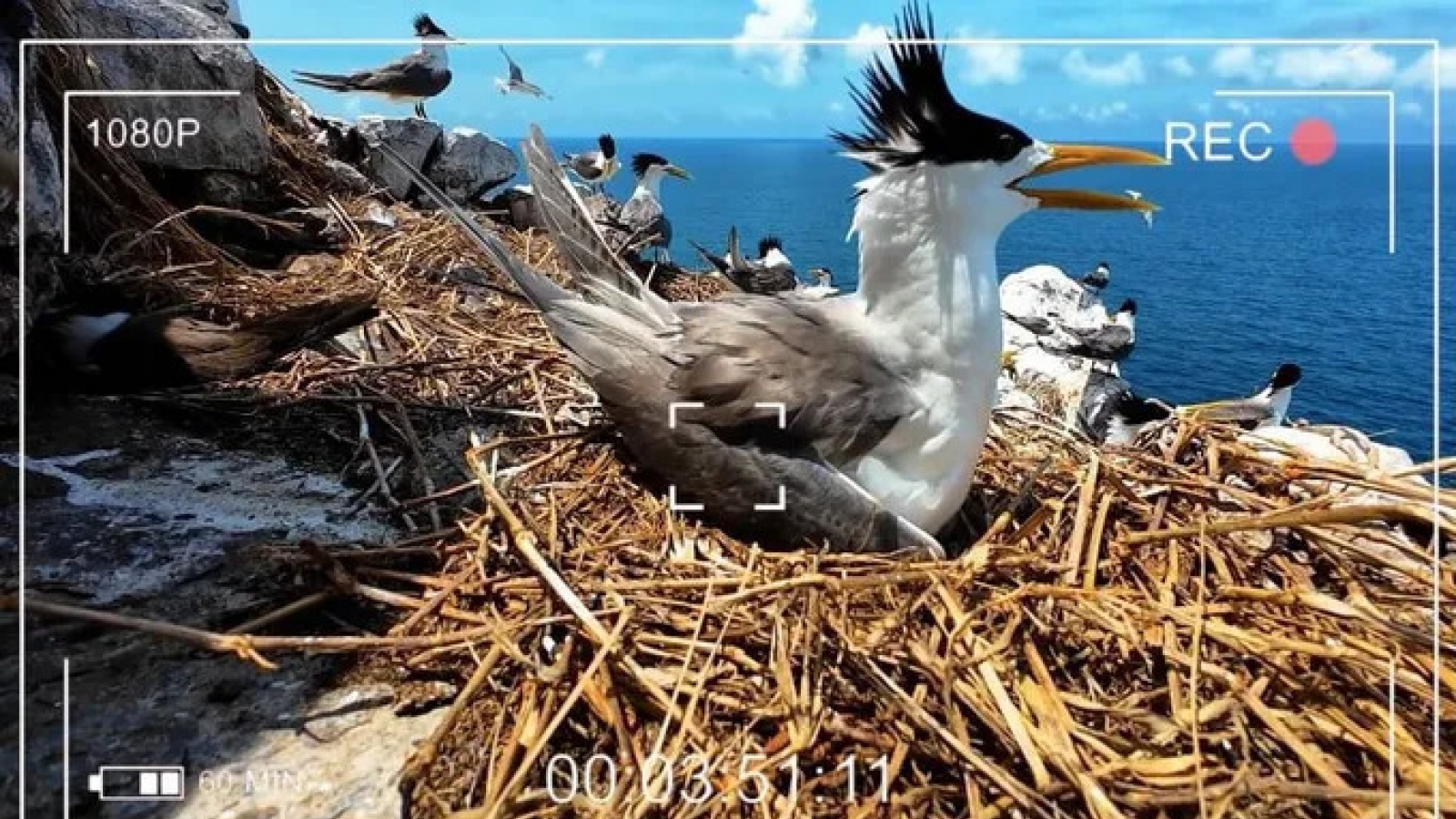 First live wildlife broadcast to stream from Con Dao National Park