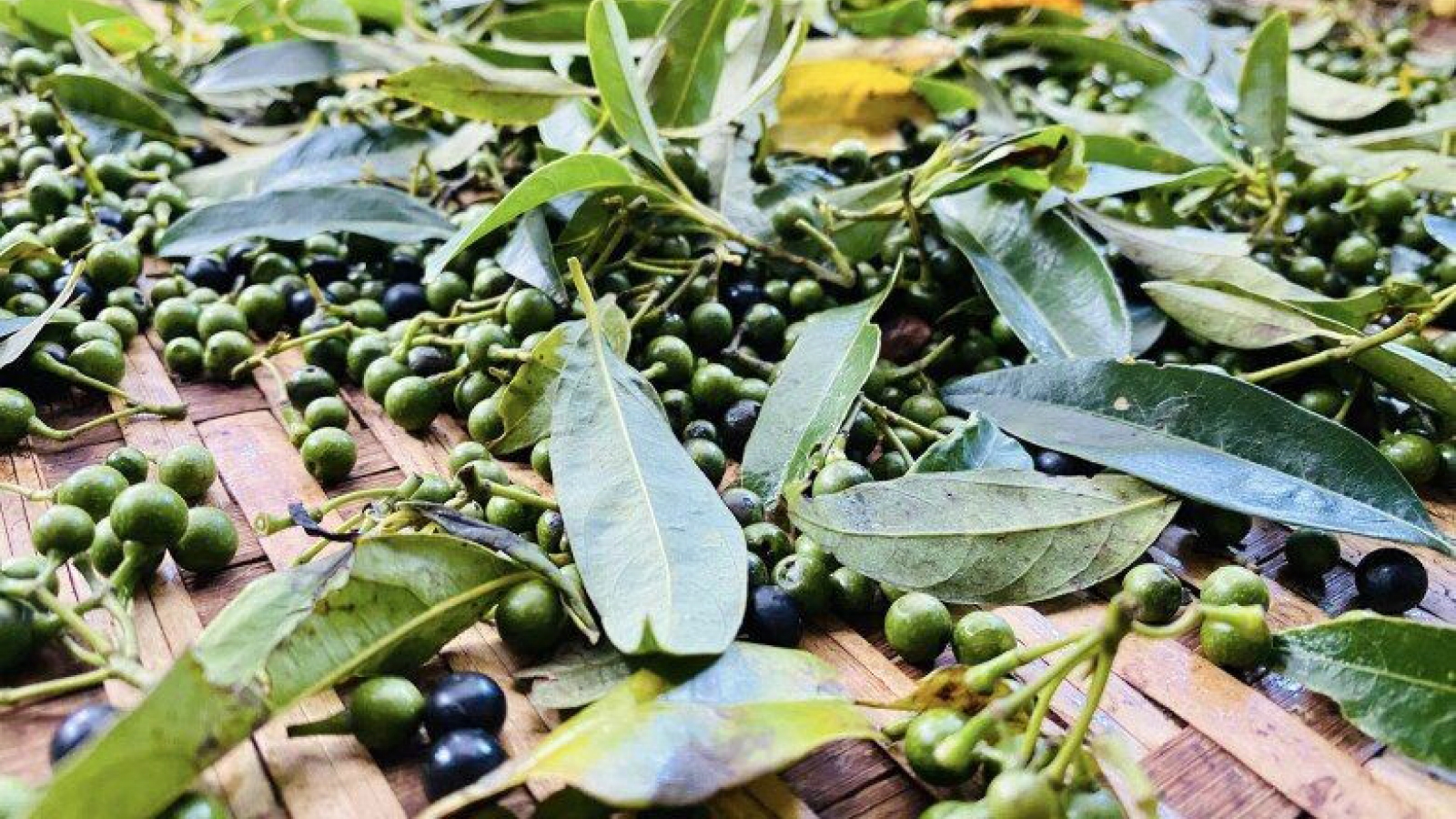 Trái rừng tí hon giá 300.000 đồng/kg được dân thành thị lùng mua