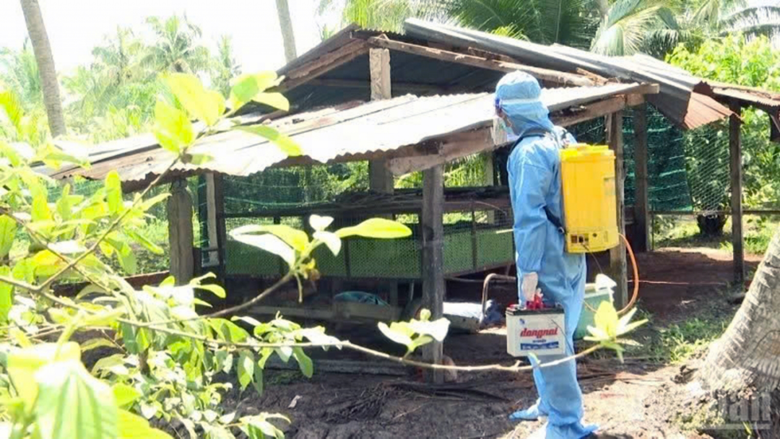 Dong Thap detects H5N1 avian influenza outbreak, culls infected ducks