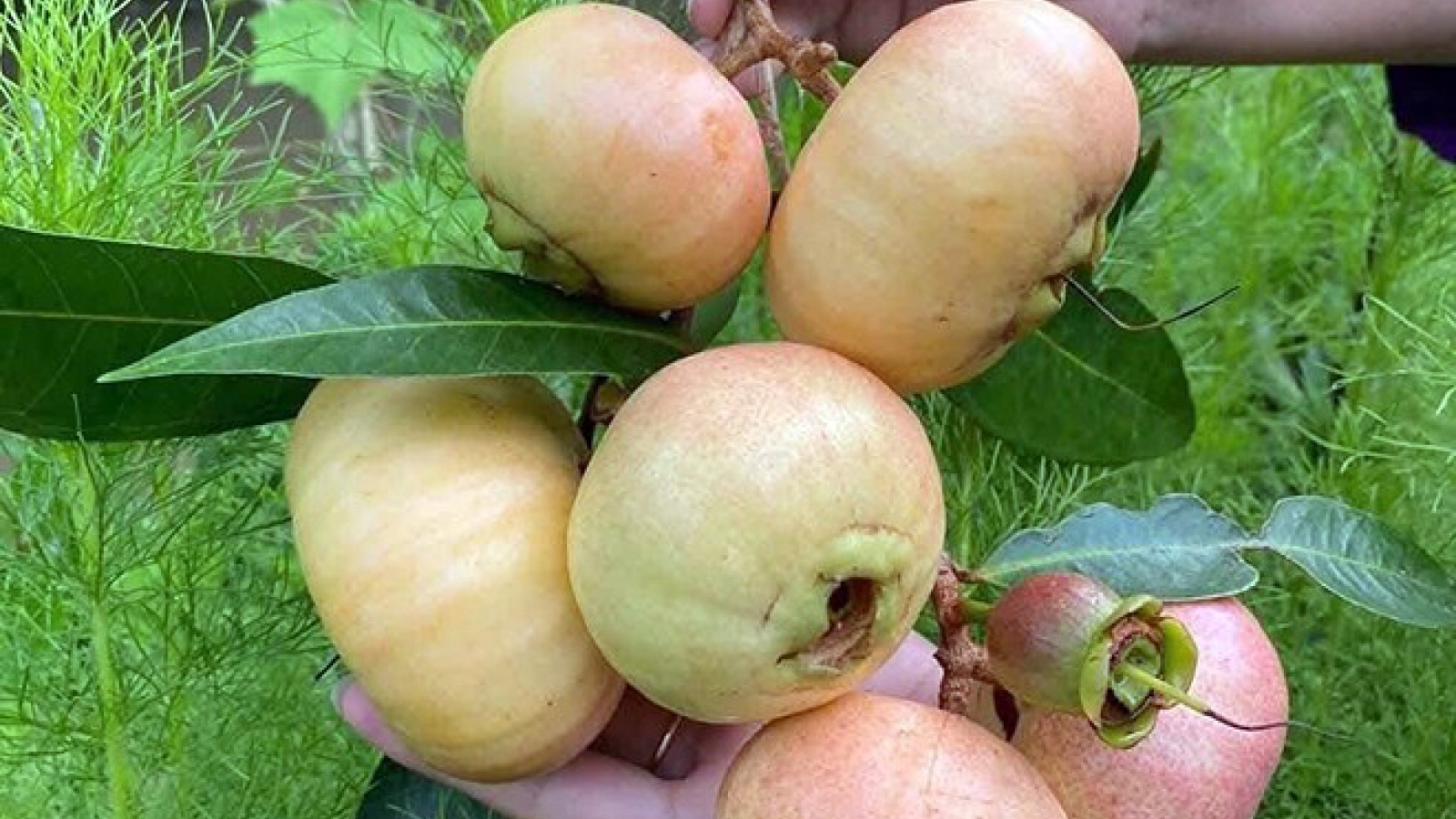 Trái cây “gây thương nhớ” thành đặc sản 200.000 đồng/kg